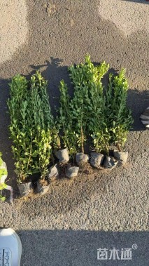 高度30厘米瓜子黄杨