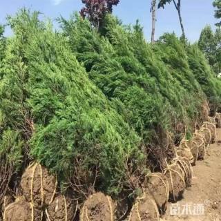 高度120厘米柏树