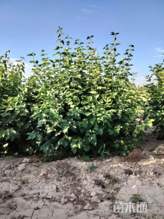 高度200厘米丛生紫丁香