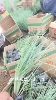 高度20厘米坡地毛冠草