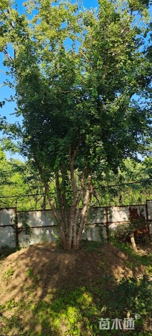 20公分对节白蜡