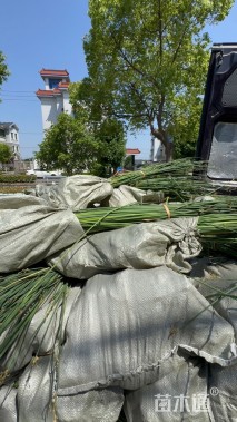 高度100厘米水葱