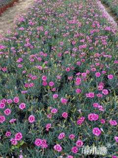 高度15厘米五彩石竹