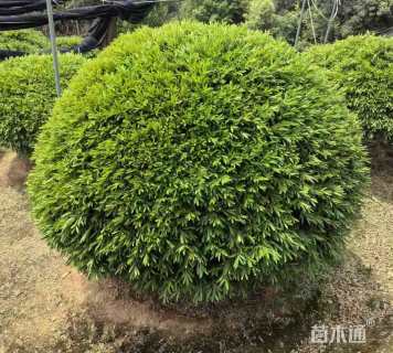 冠幅120厘米雀舌黄杨球