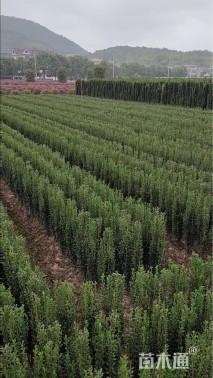 高度20厘米直立冬青