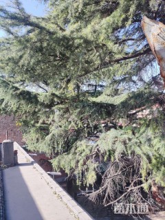 高度1400厘米雪松
