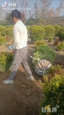 冠幅1.5厘米瓜子黄杨球