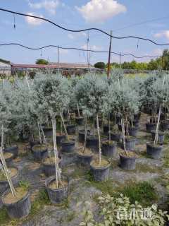 2公分蓝冰柏棒棒糖