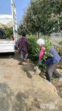 高度40厘米柑橘