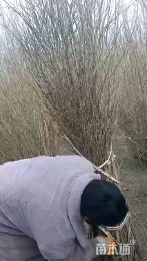 高度150厘米丛生木槿