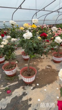 高度110厘米月季