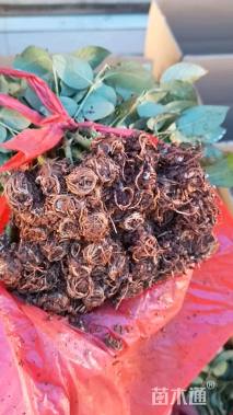 高度10厘米玫瑰