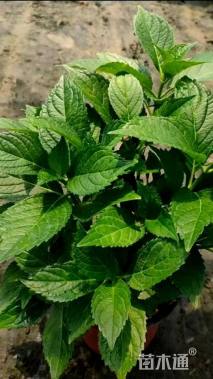 高度25厘米八仙花