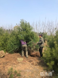 高度250厘米白皮松