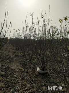 高度150厘米丛生榆叶梅