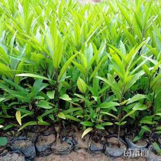 高度15厘米驳骨丹