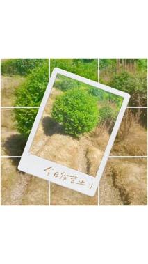 冠幅100厘米无刺枸骨球