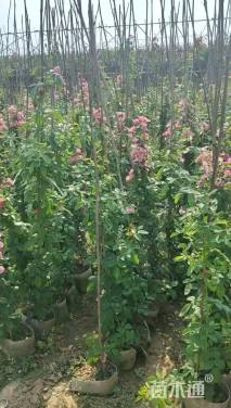 50厘米安吉拉月季