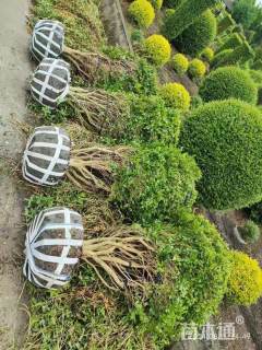 高度150厘米毛叶丁香球