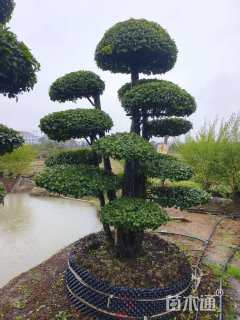 50公分造型小叶女贞