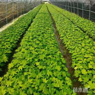 高度30厘米八角金盘