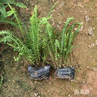 高度20厘米波斯顿蕨