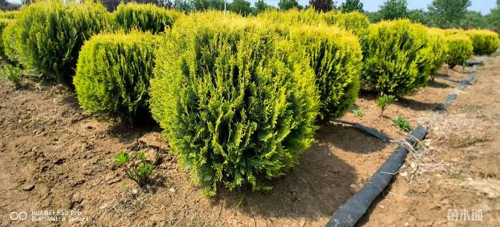 冠幅170厘米洒金柏球