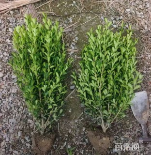 冠幅20厘米小叶黄杨球