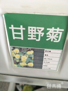 甘野菊种子