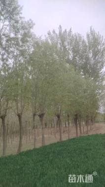 18公分旱柳