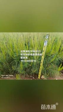 高度100厘米油松