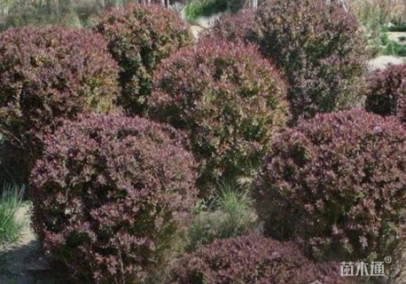 冠幅120厘米紫叶小檗球