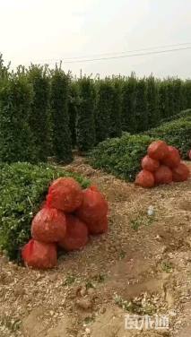 高度200厘米大叶黄杨柱