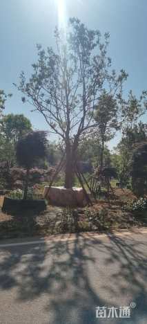 25公分朴树