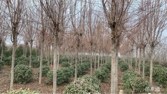 12公分美国红枫