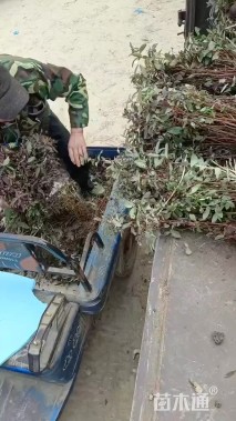 高度40厘米金丝桃