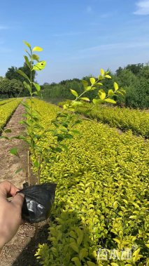 高度40厘米金叶女贞