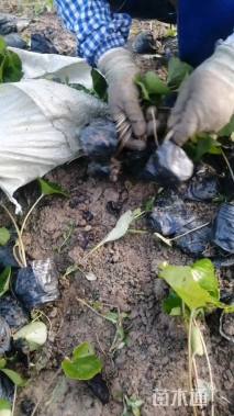 高度35厘米大吴风草