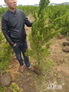 高度200厘米小龙柏