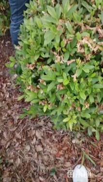 冠幅100厘米毛鹃球