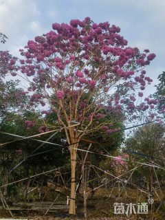 15公分紫花风铃木