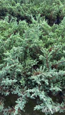 高度30厘米铺地柏