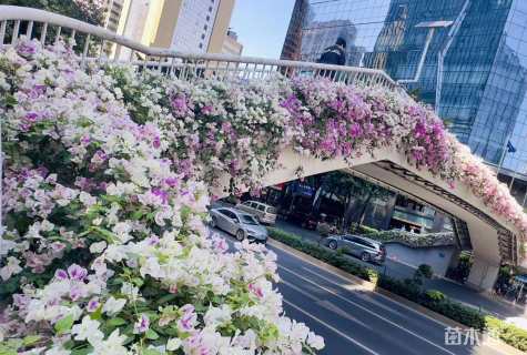 高度30厘米红樱