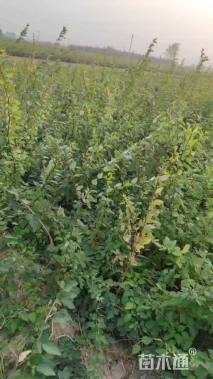 高度50厘米连翘