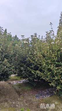 高度200厘米木绣球