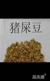 猪屎豆种子