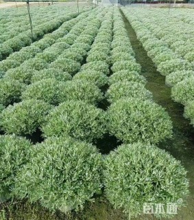 高度40厘米芙蓉菊