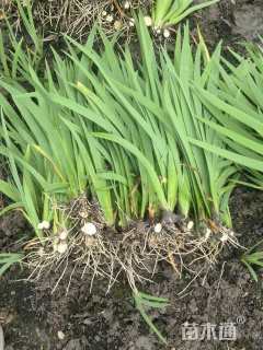 高度50厘米水生鸢尾