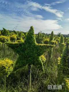 1公分造型亮晶女贞
