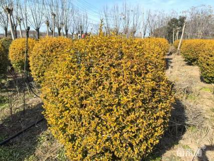 冠幅120厘米金叶女贞球